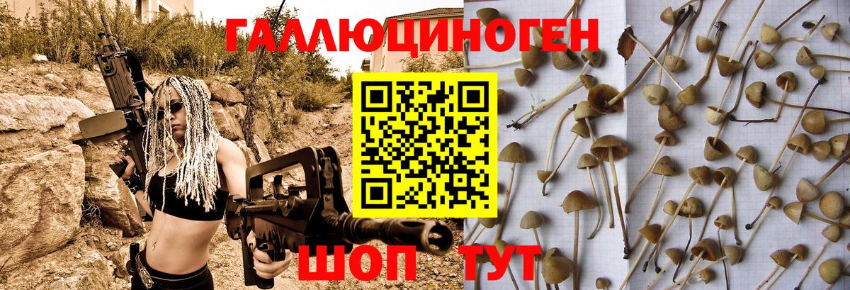 Псилоцибиновые грибы Psilocybine cubensis Челябинск